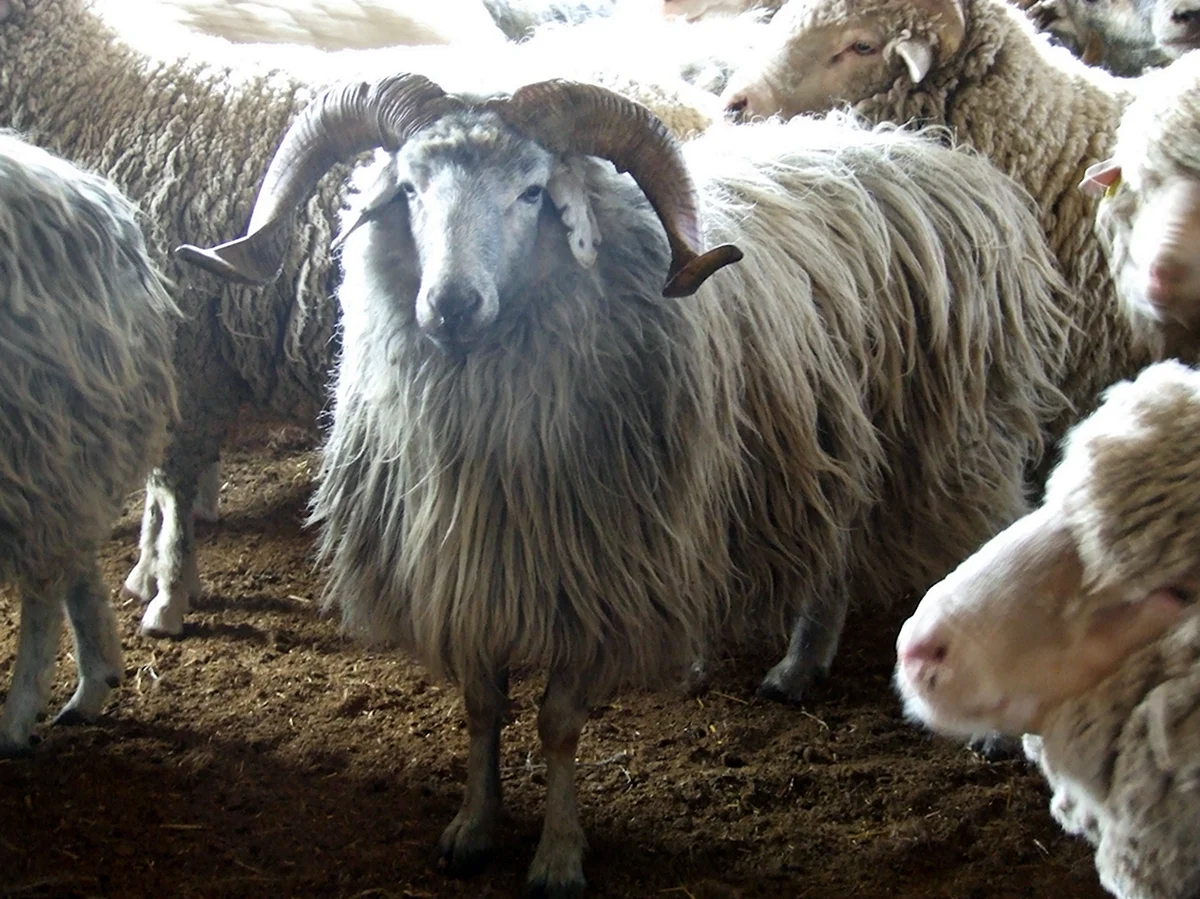 Сокольская порода овец