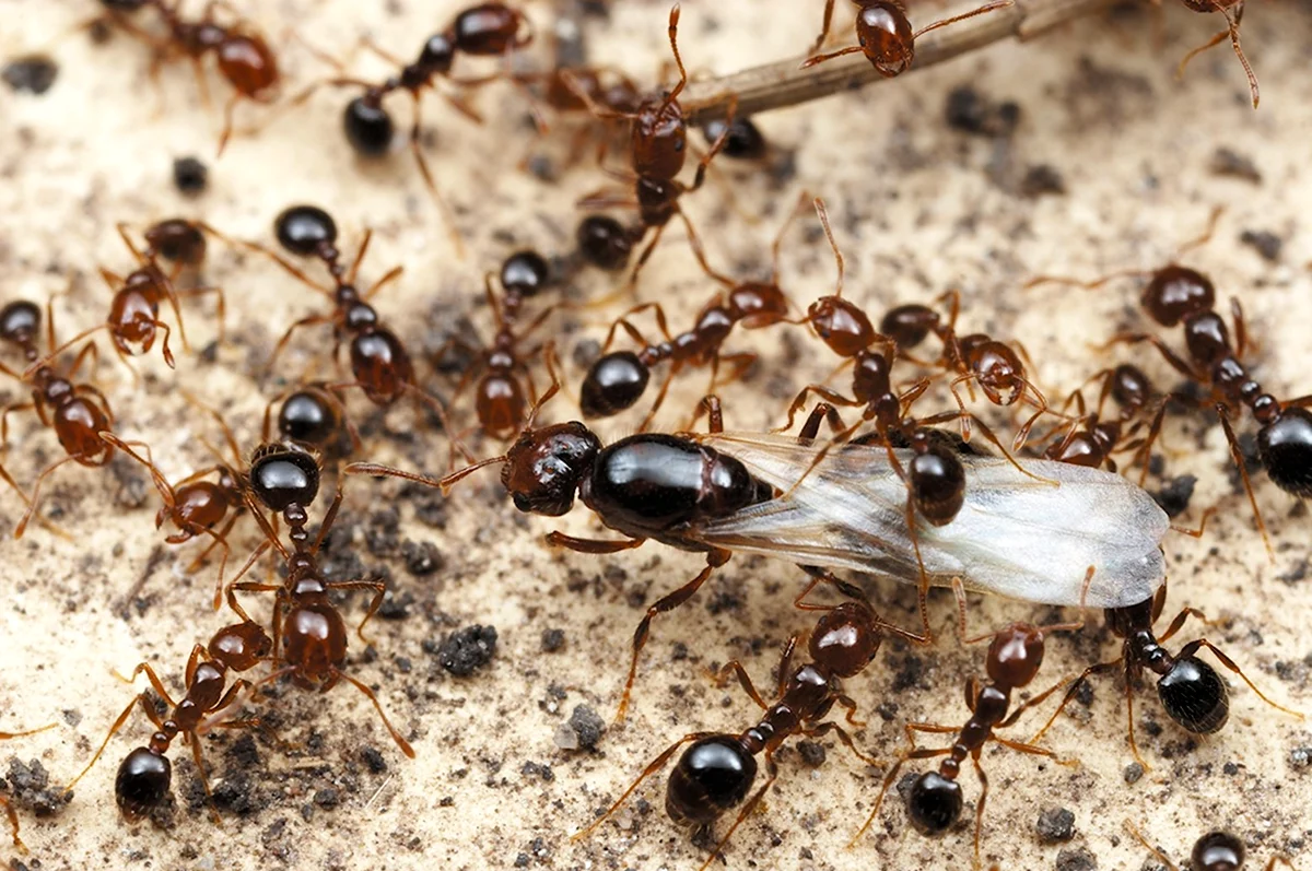 Соленопсис муравей