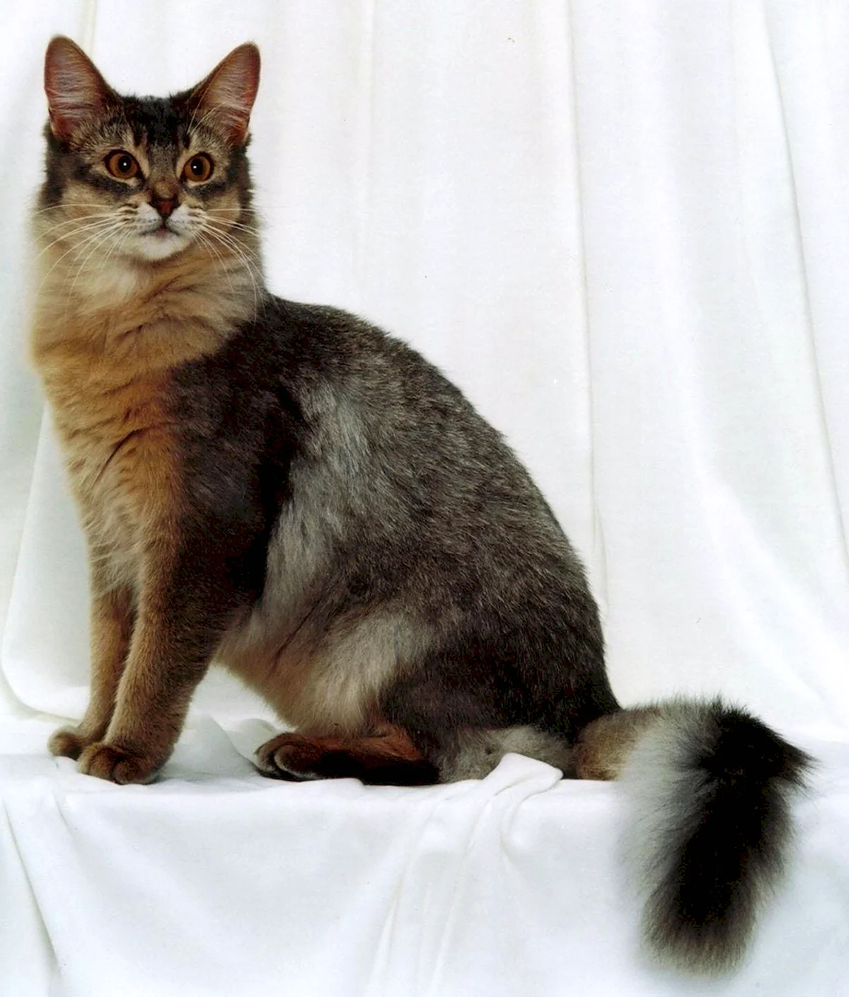 Сомали порода кошек