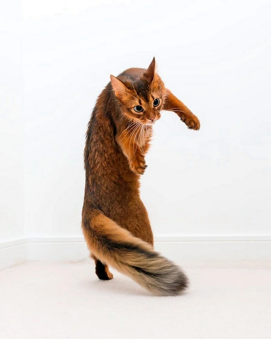 Сомалийская кошка белка