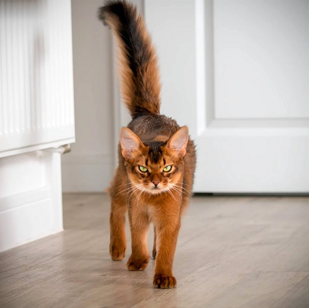 Сомалийская кошка рыжая