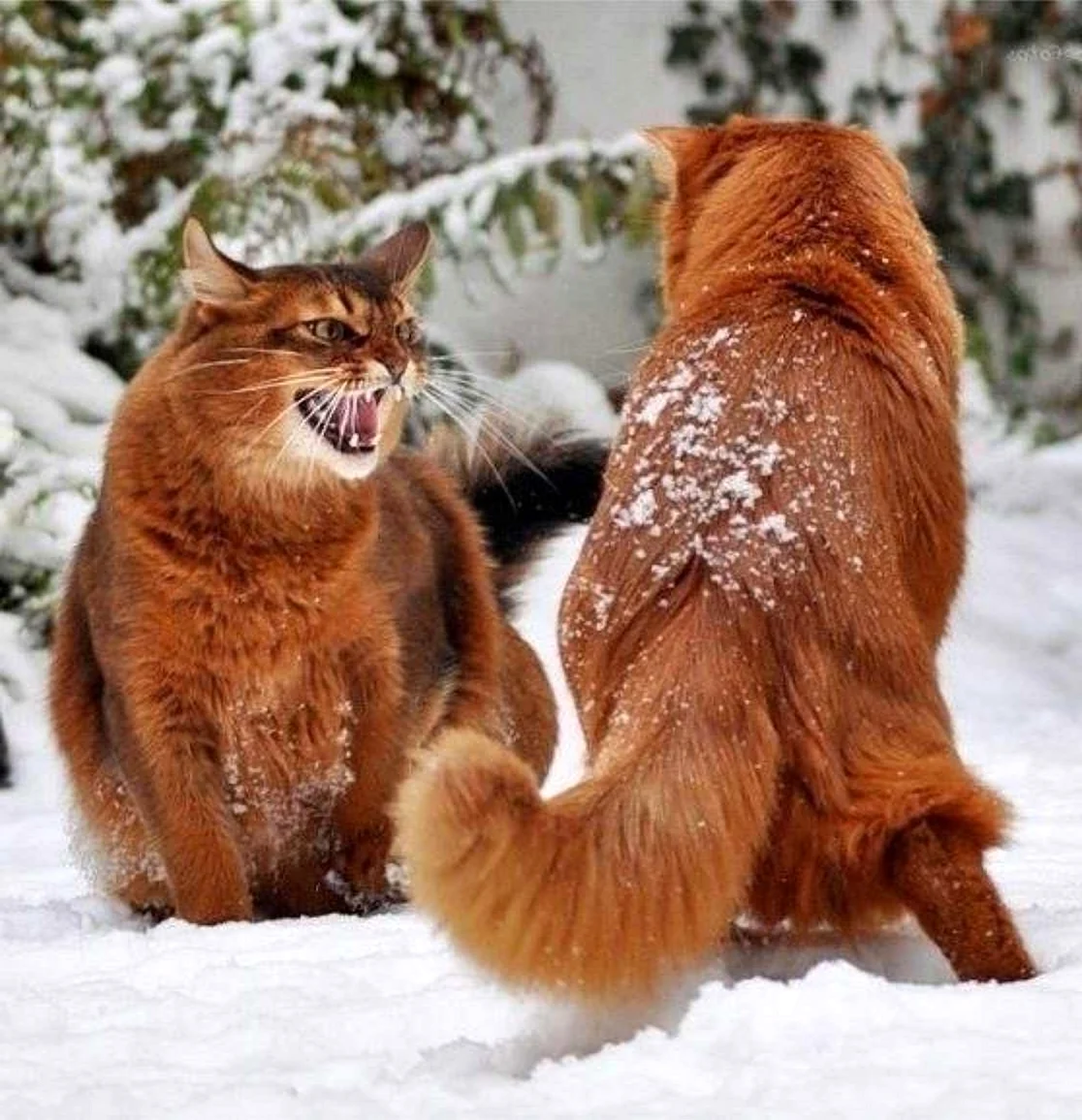 Сомалийская кошка в снегу