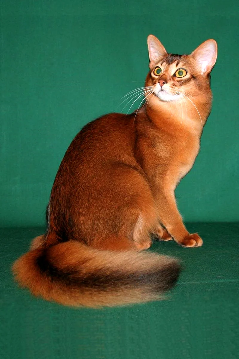 Сомалийская порода кошек