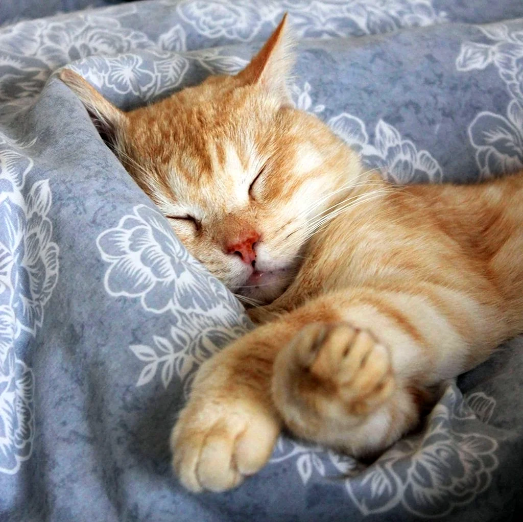 Сонный кот