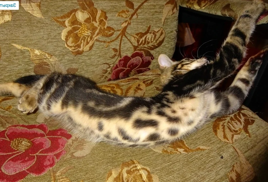 Соукок или сококе Кенийская Лесная кошка