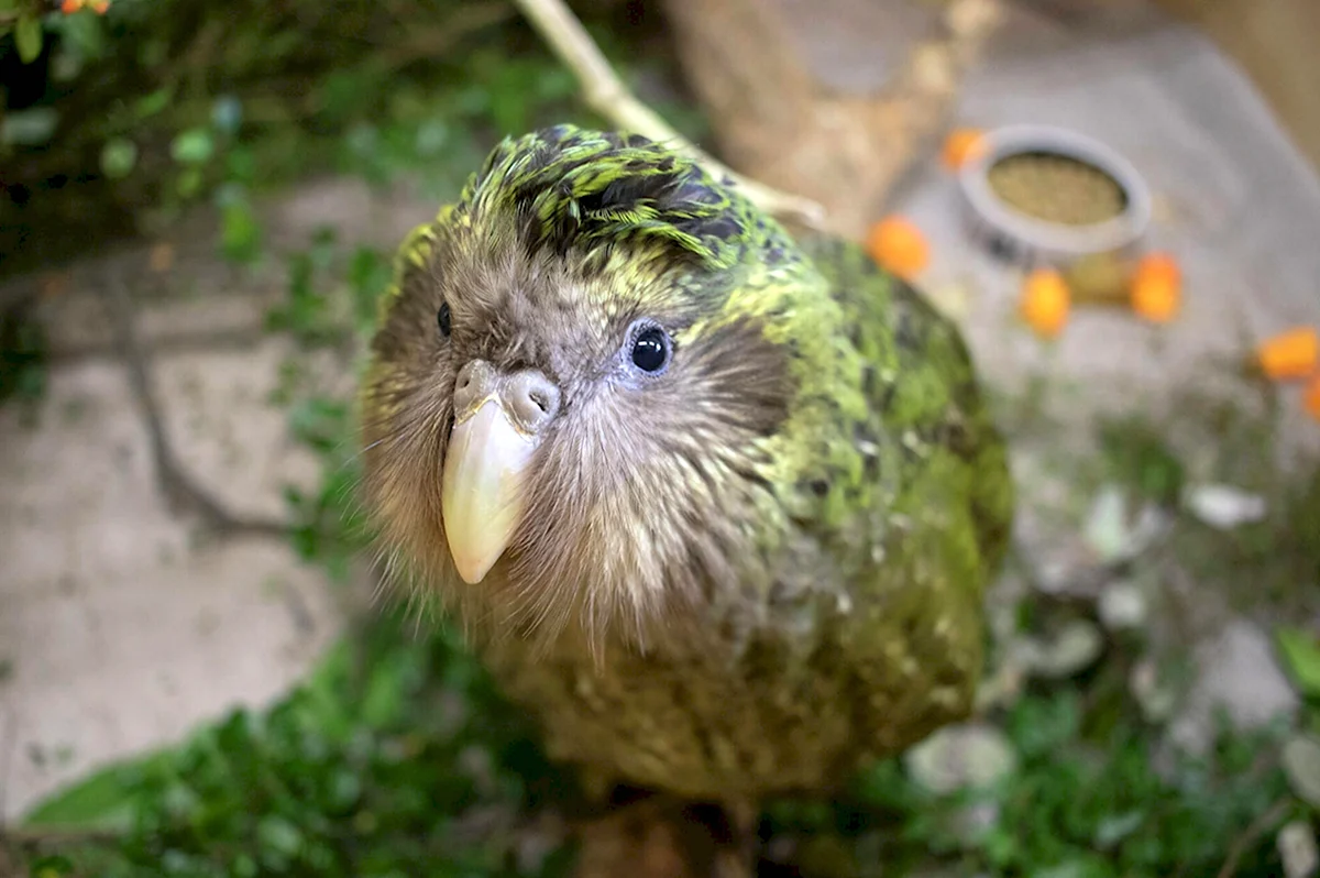 Совиный попугай какапо эндемик