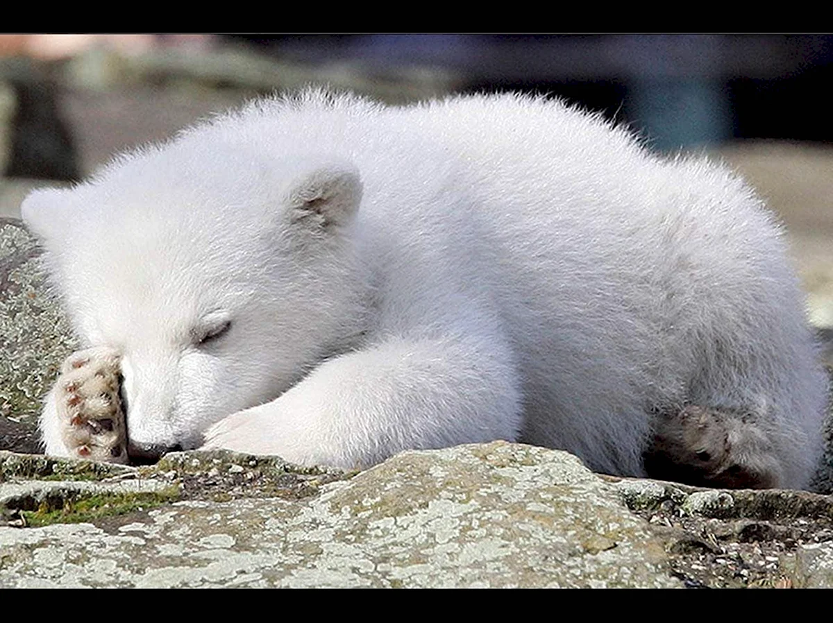 Спящий белый Медвежонок