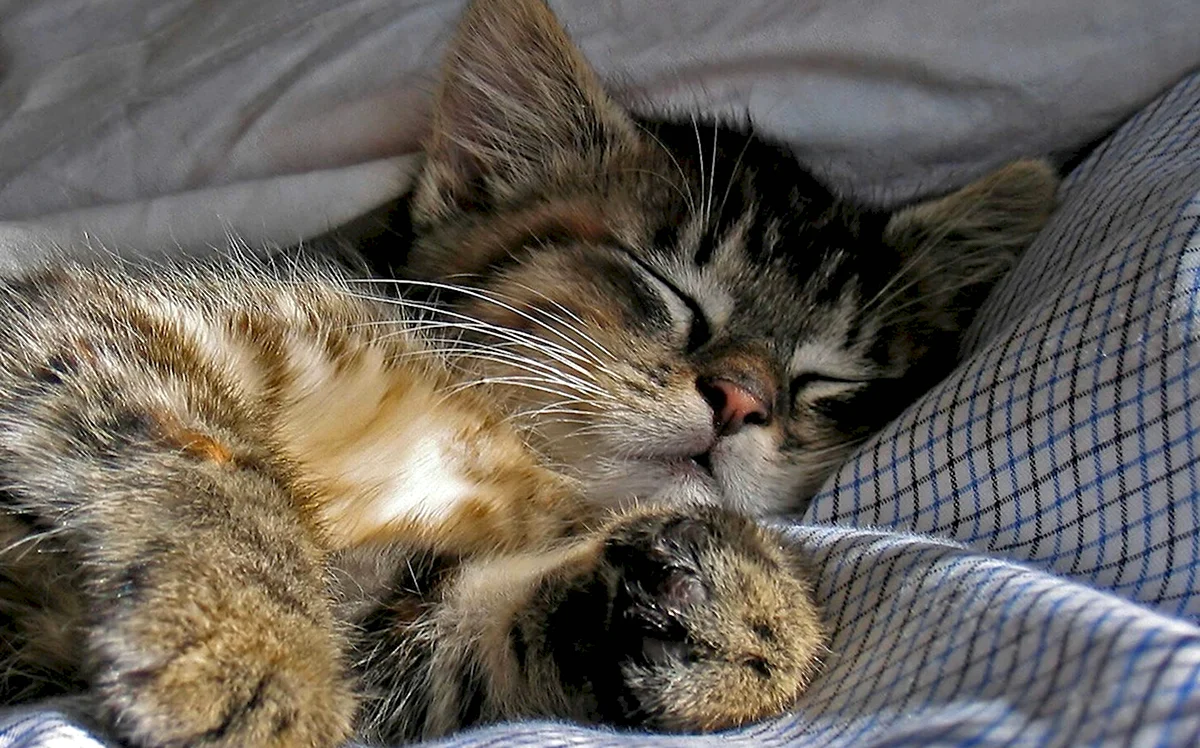 Спящий котик