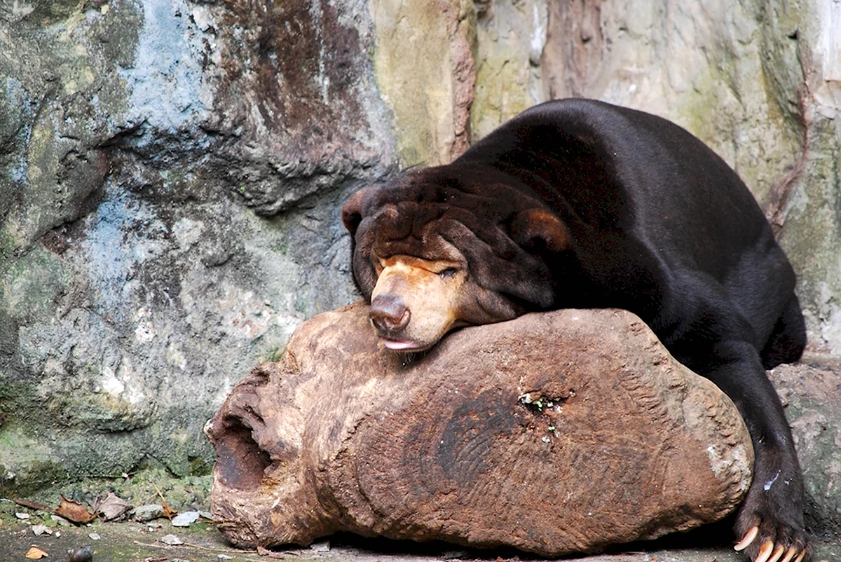 Спящий медведь в зоопарке