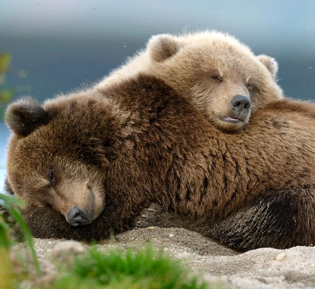 Спящий Медвежонок