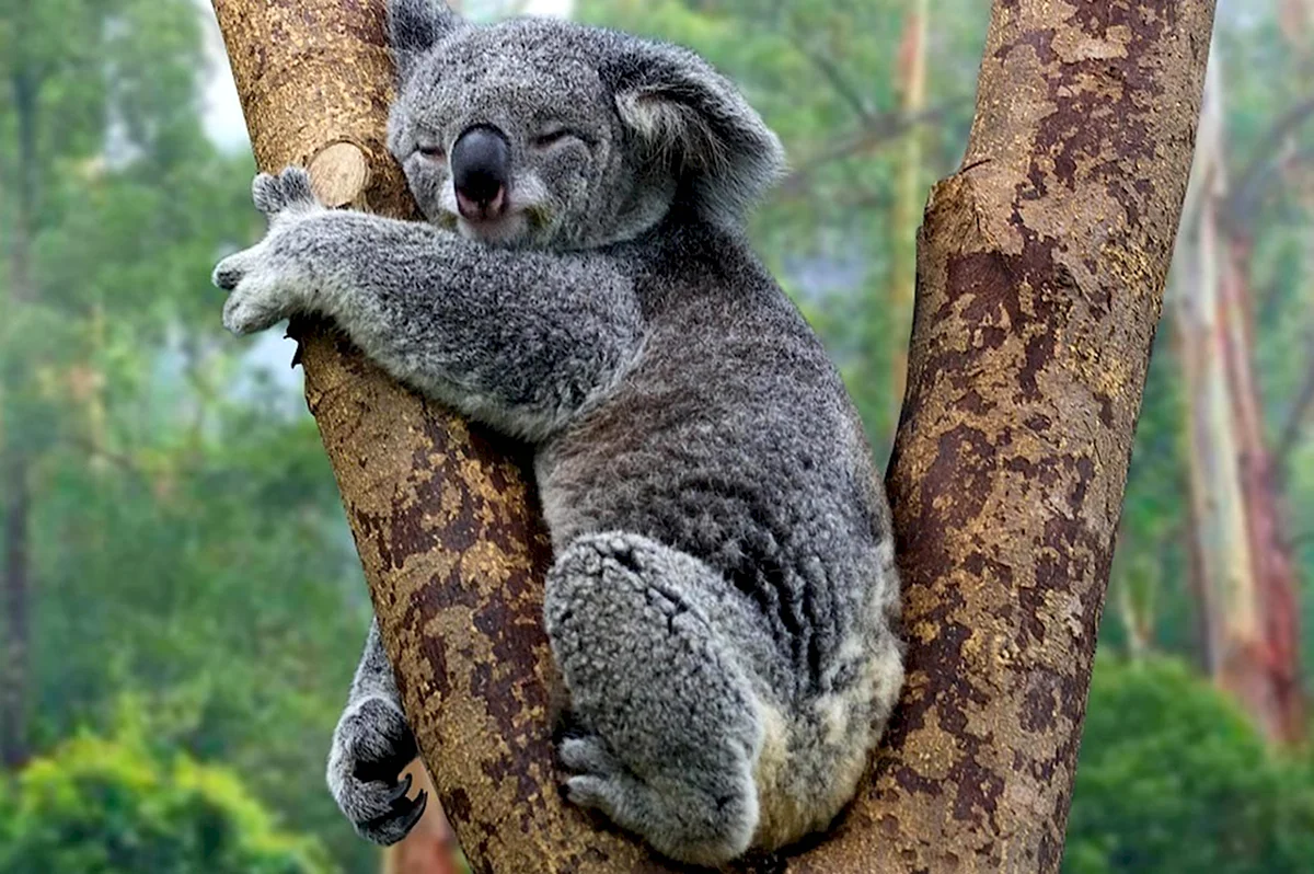 Спокойной ночи коала