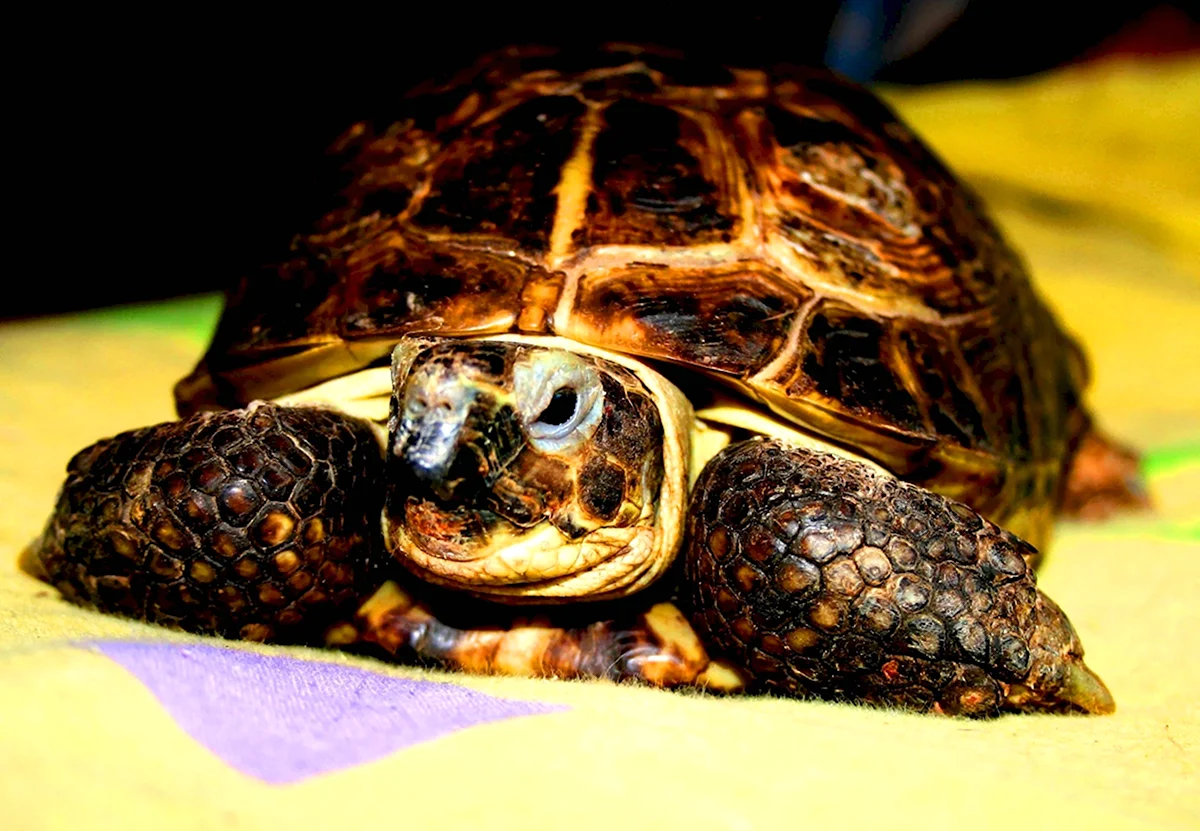 Среднеазиатская черепаха взрослая