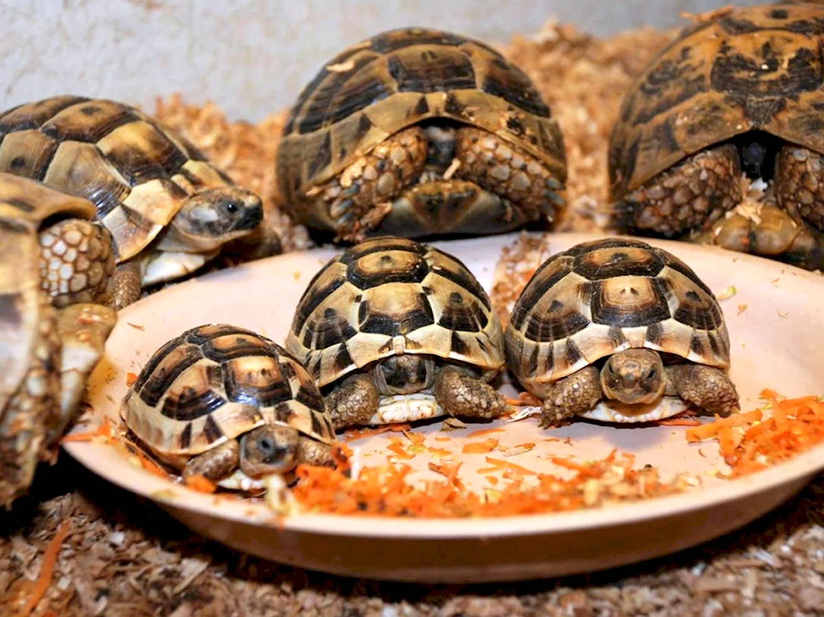 Среднеазиатская красноухая черепаха