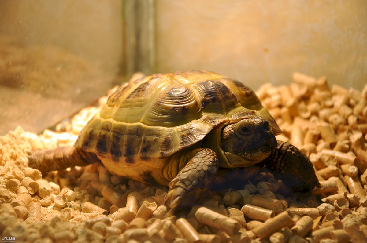 Среднеазиатская красноухая черепаха
