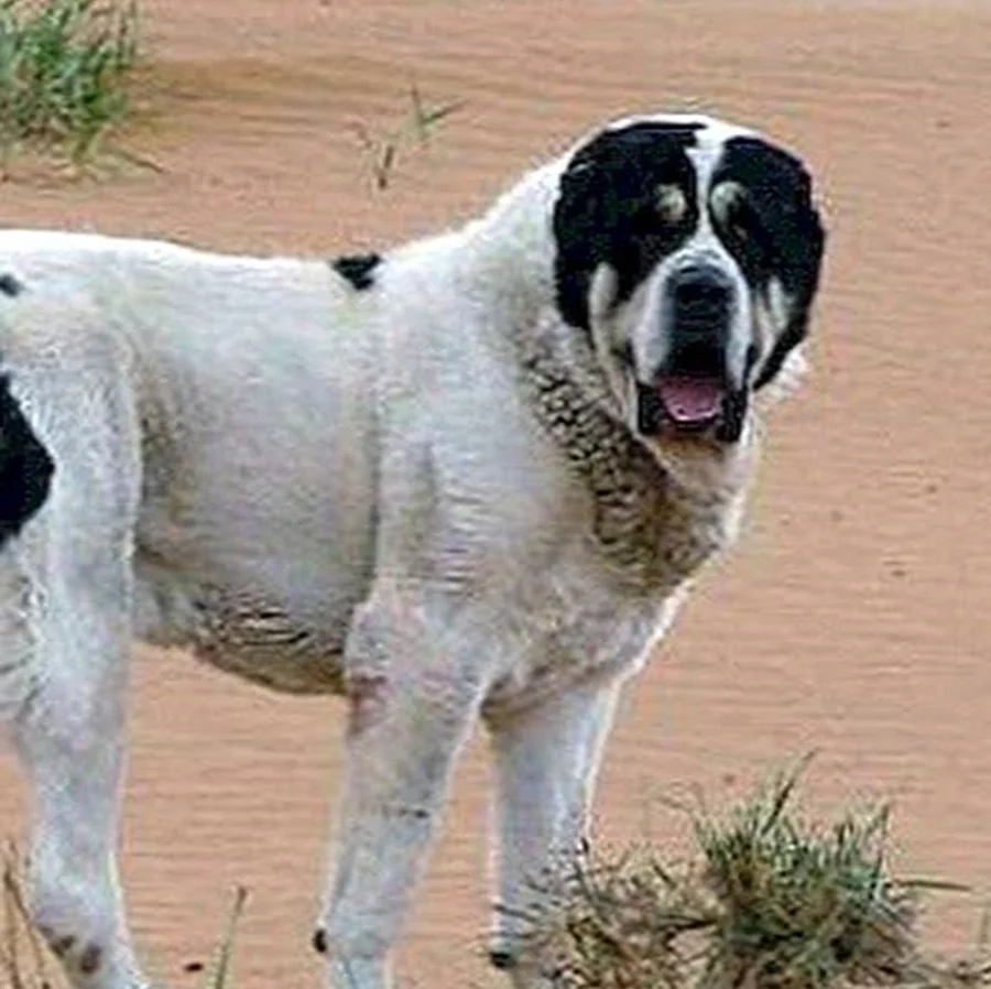Среднеазиатская овчарка алабай бульдозер