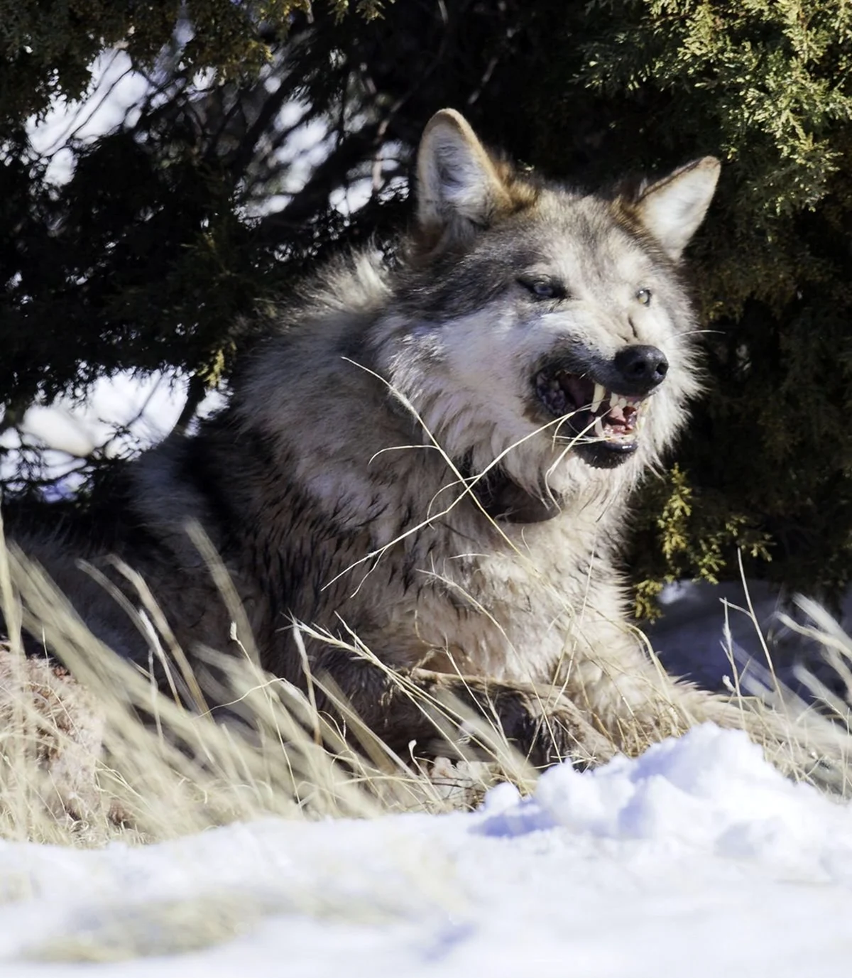 Среднесибирский волк