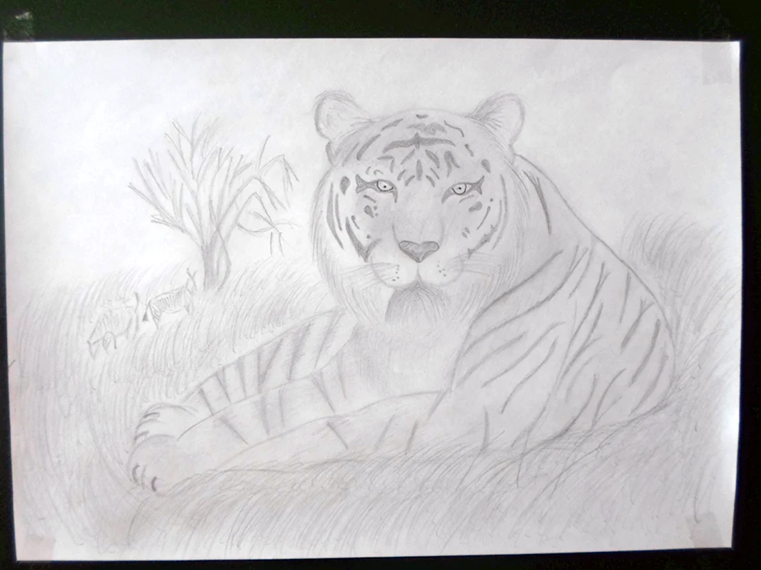 Срисовка Амурского тигра