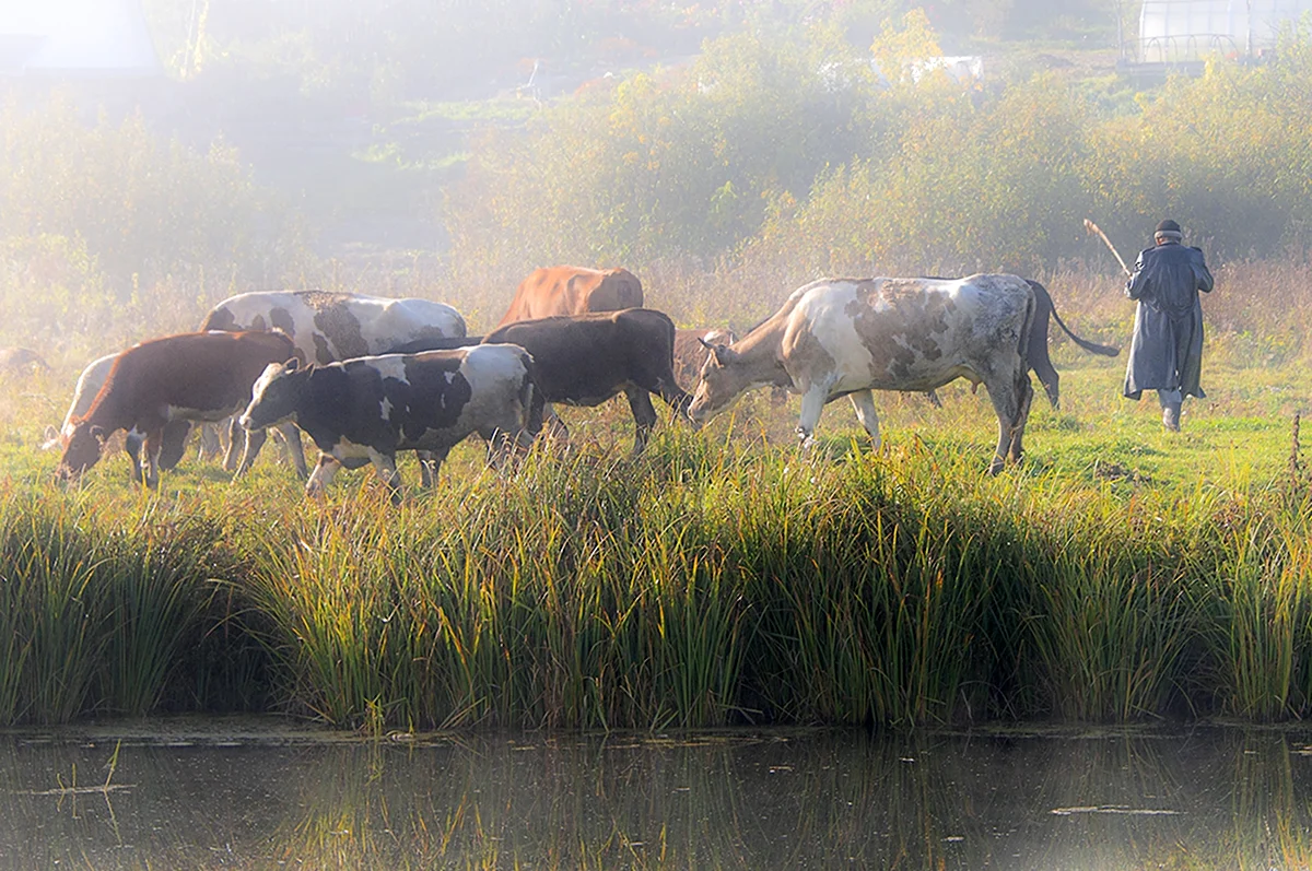 Стадо коров в деревне