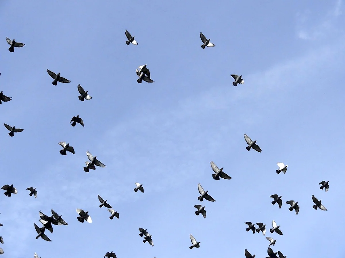 Стая голубей в небе