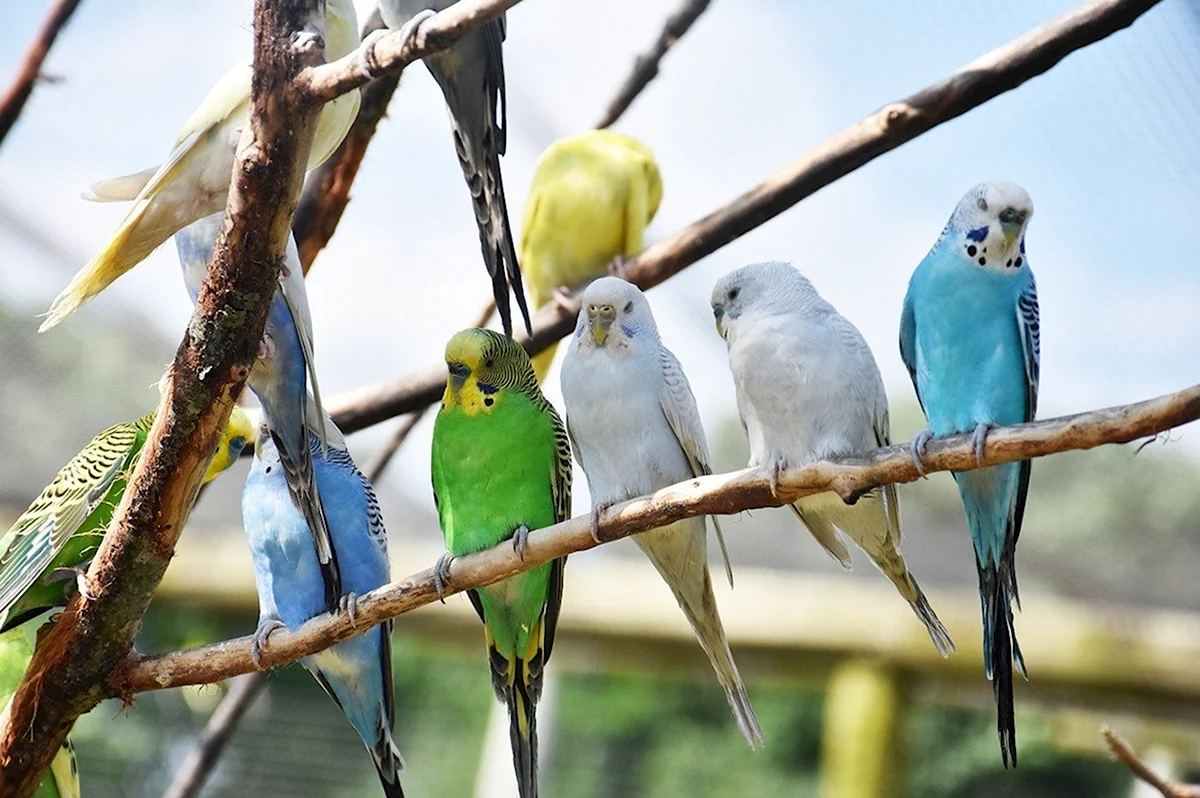 Стая волнистых попугайчиков