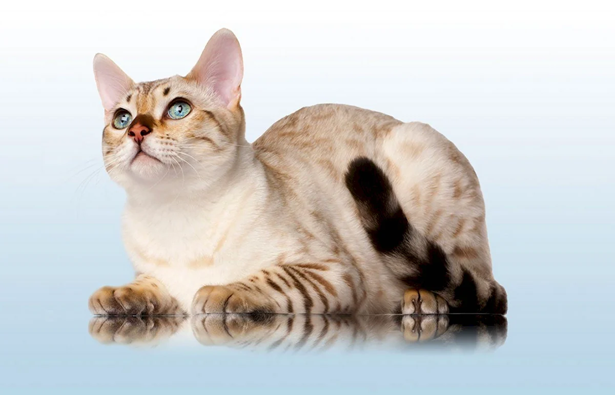 Старопетровская порода кошек