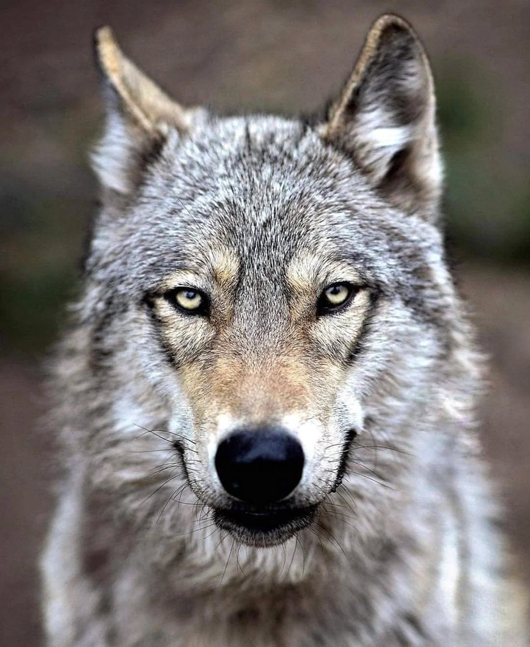 Старый волк фото