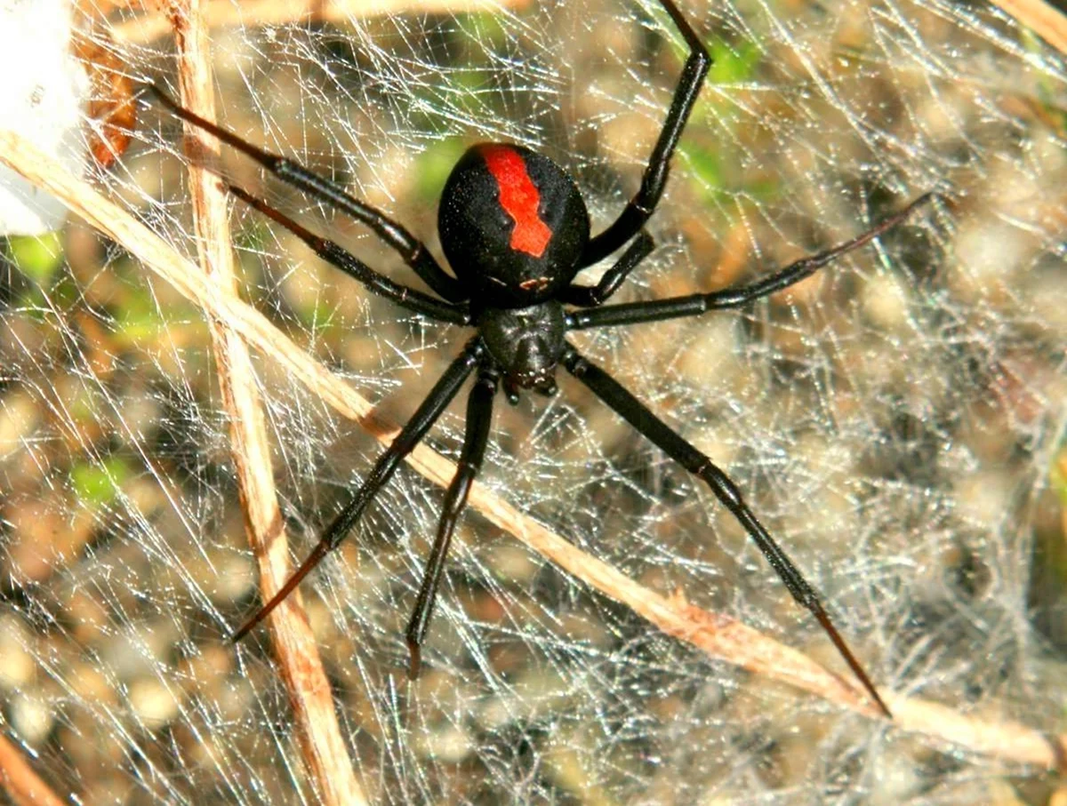 Стеатода черная паук