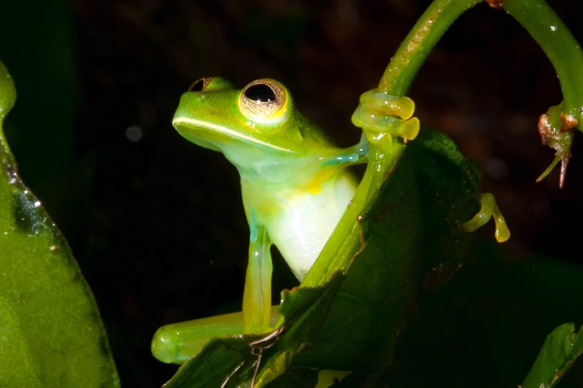 Стеклянная лягушка Glass Frog