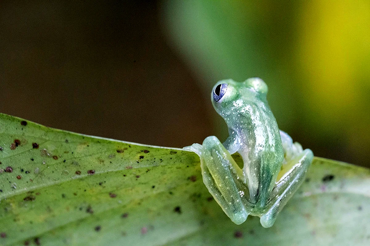 Стеклянная лягушка Glass Frog