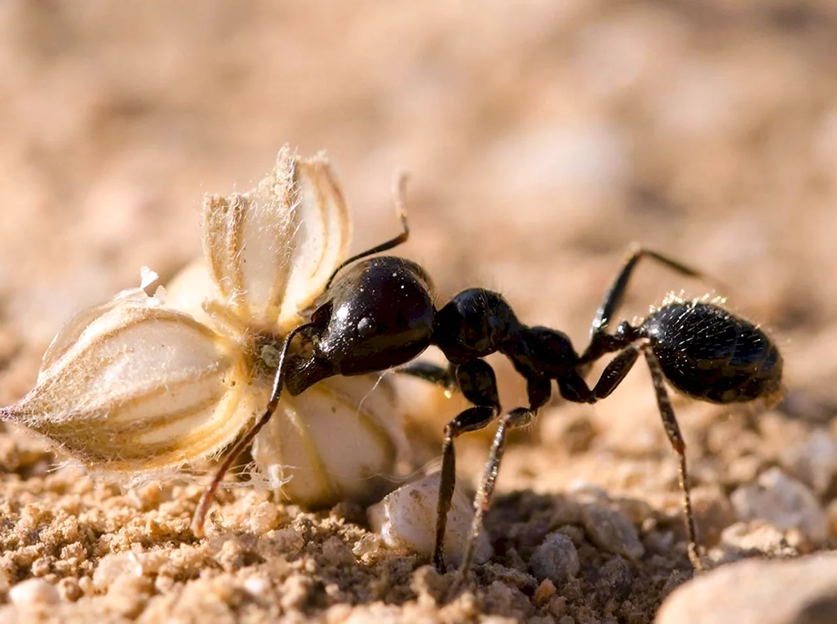Степной муравей-Жнец