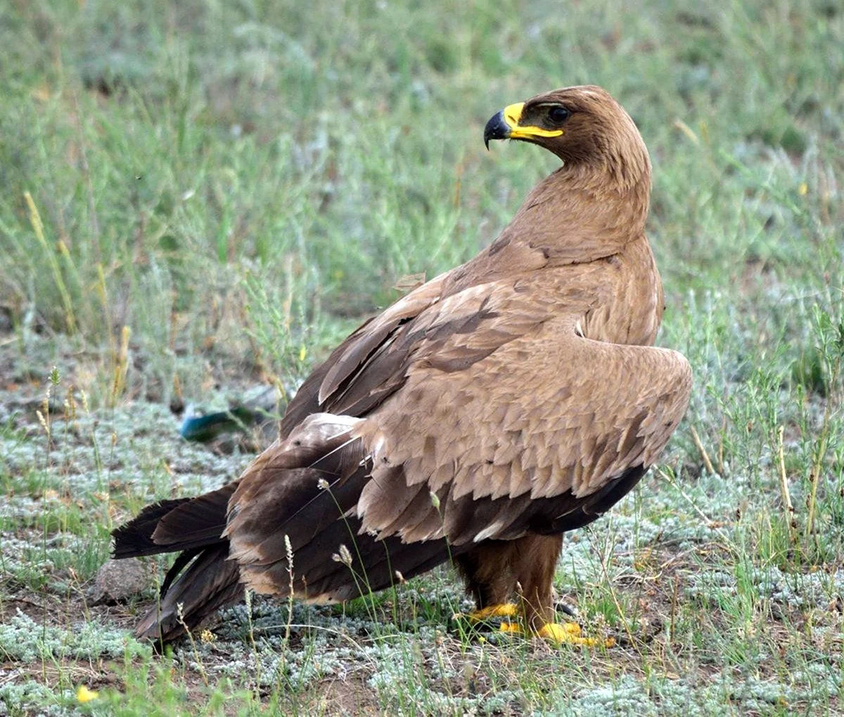 Степной орёл Aquila nipalensis