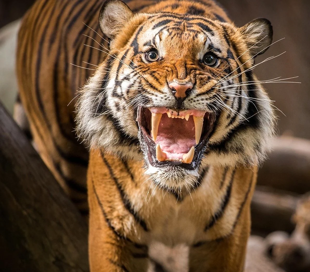 Страшный оскал тигра