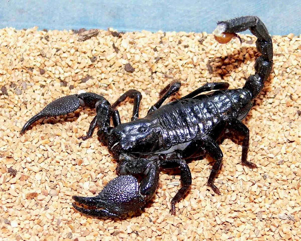 Стрипедтальский Скорпион
