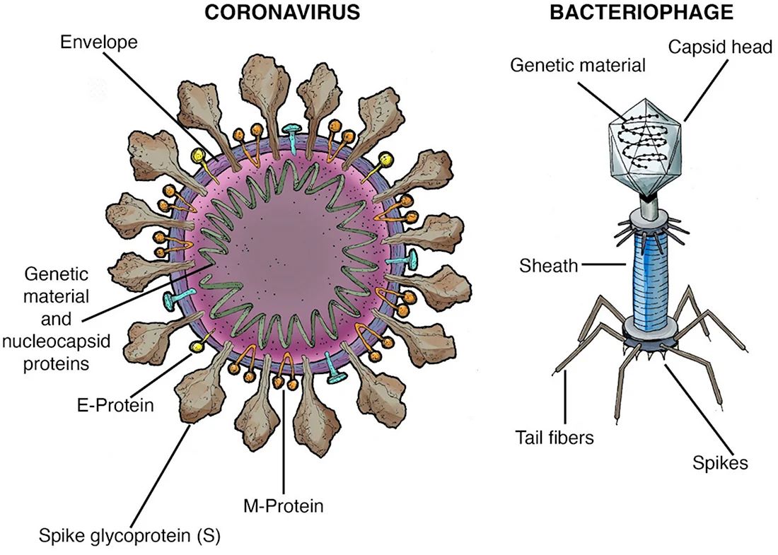 Строение вируса коронавируса