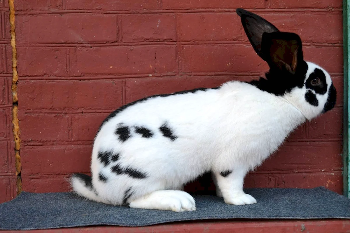 Строкач кролик Гавана