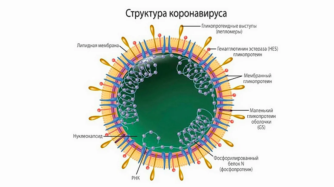 Структура коронавируса Covid 19