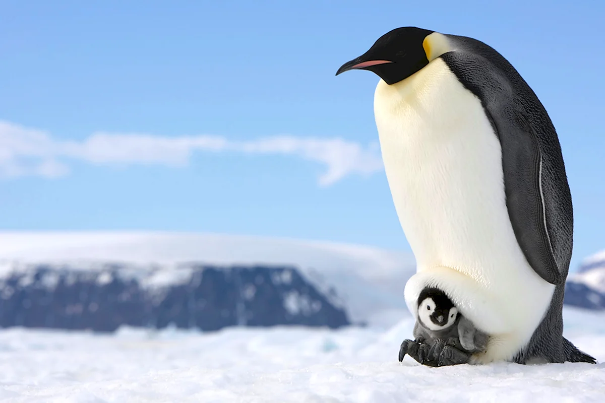 Субантарктический Пингвин s 88589