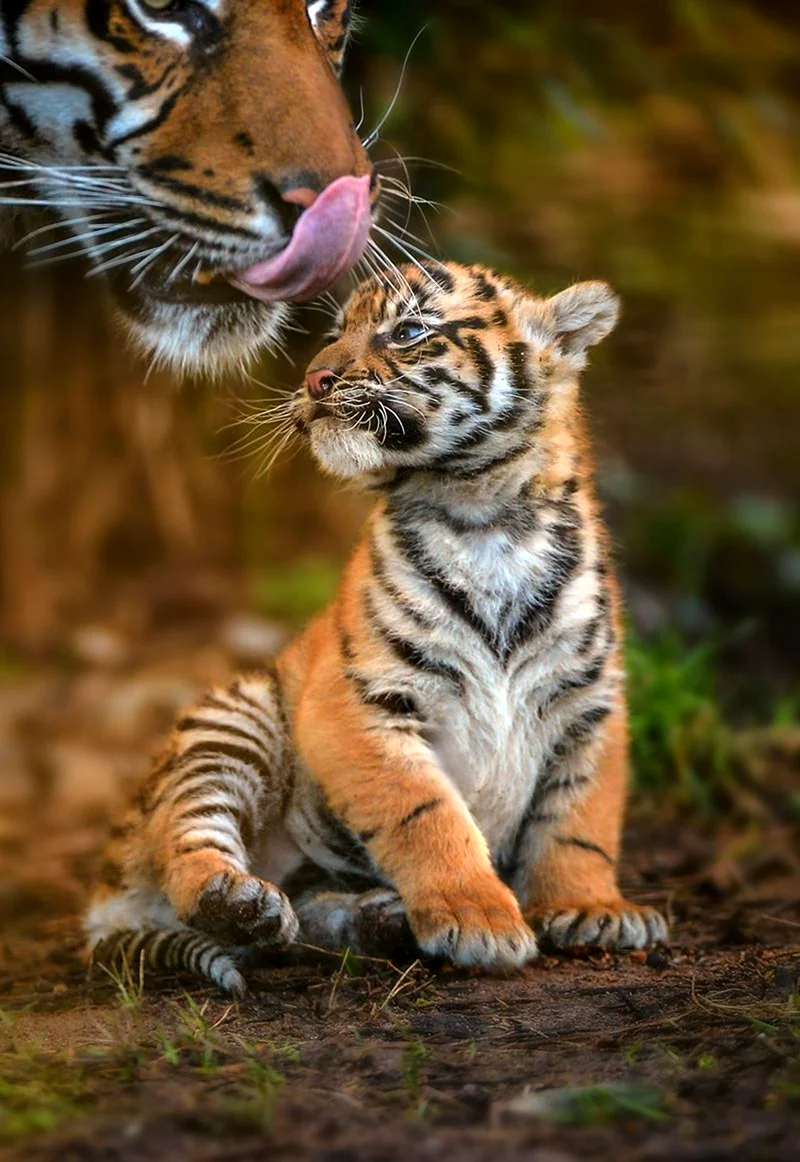 Суматранский тигр детеныш