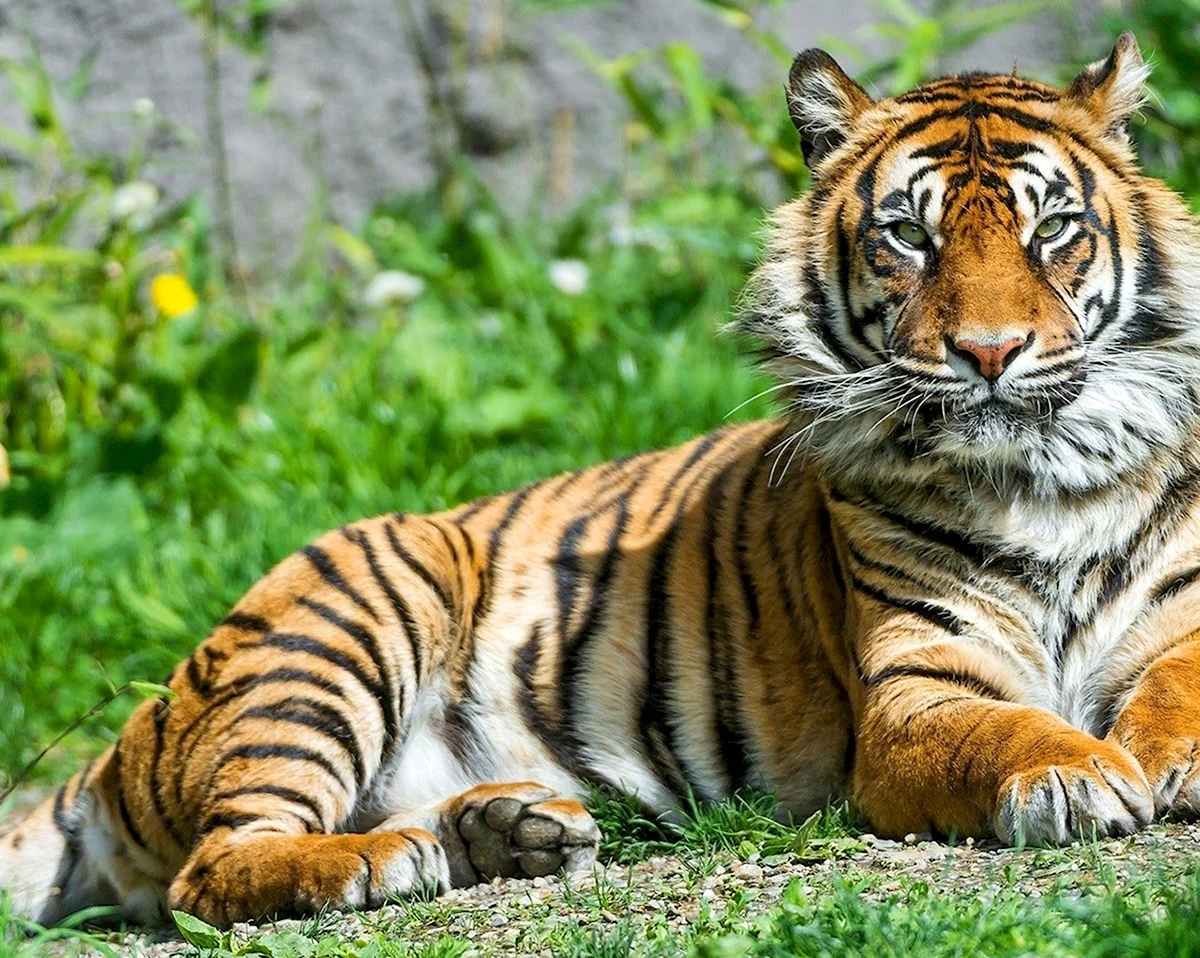 Суматранский тигр и Амурский тигр