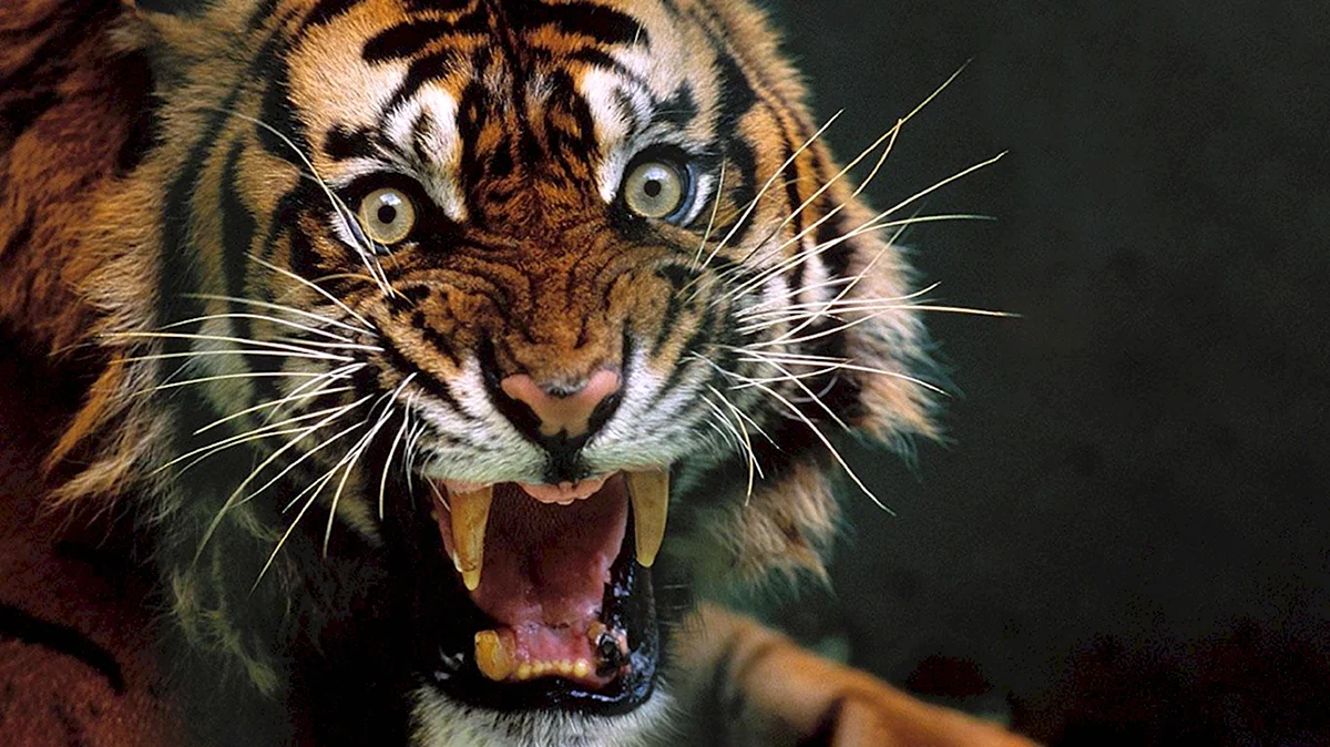 Суматранский тигр злой