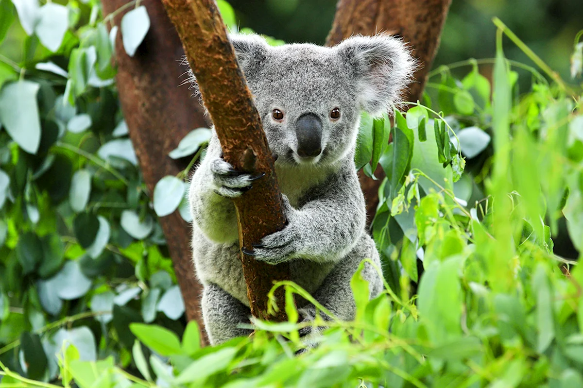 Сумчатые животные коала