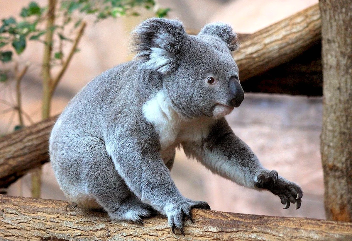 Сумчатый медведь коала факты