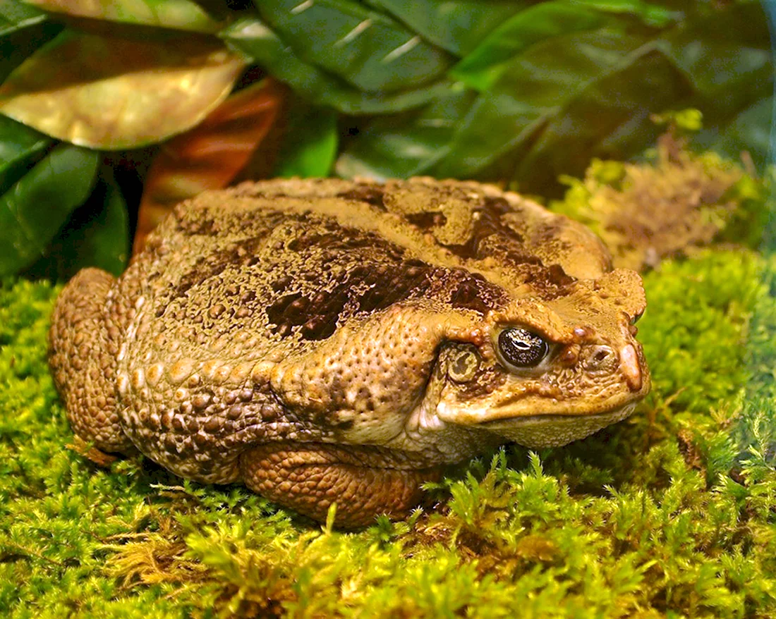 Суринамская жаба ага
