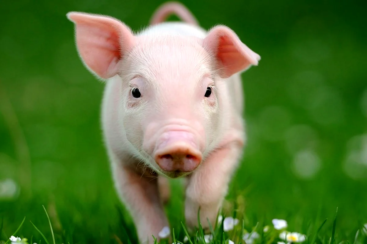 Свинья на траве