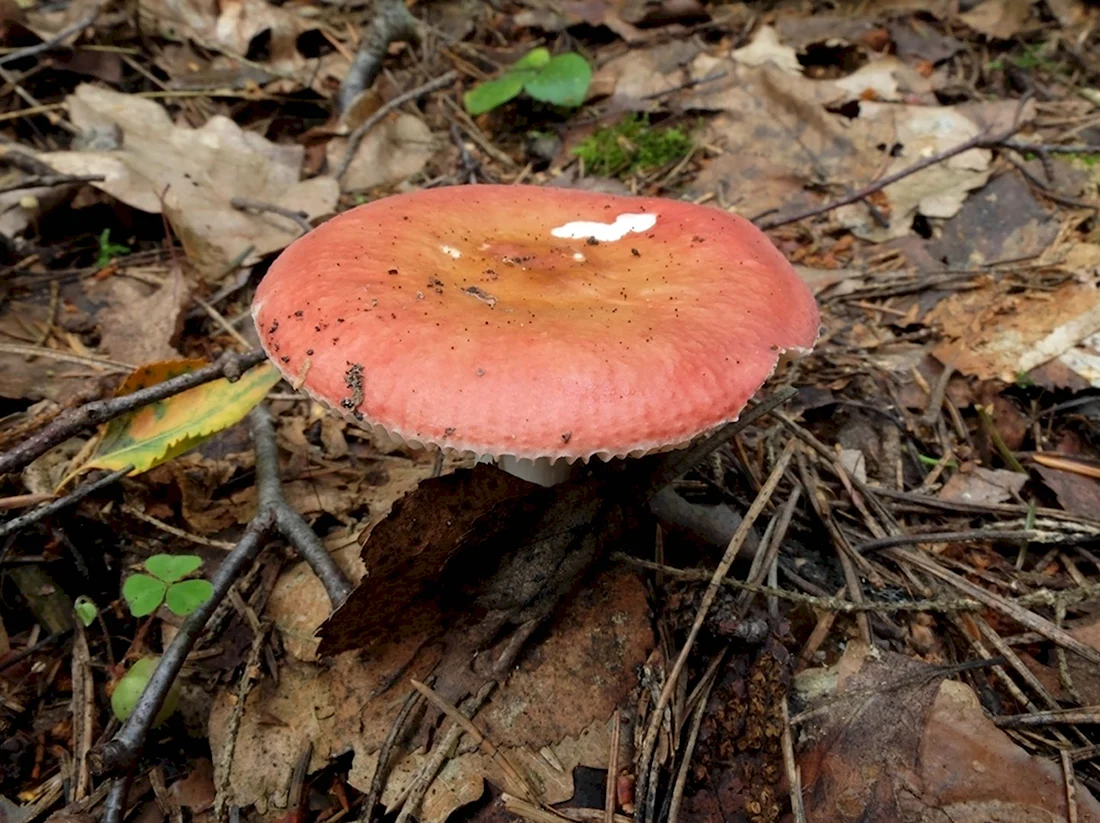 Сыроежка краснушка гриб