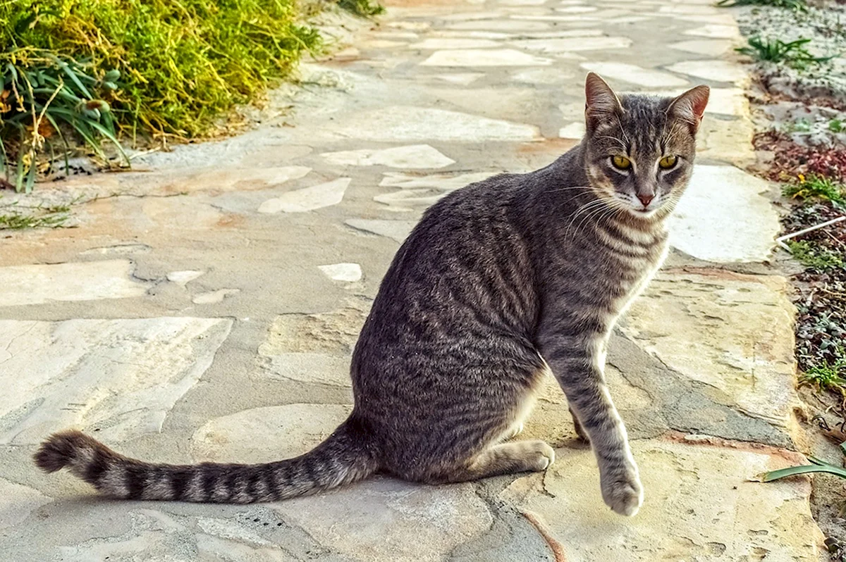 Табби кошка