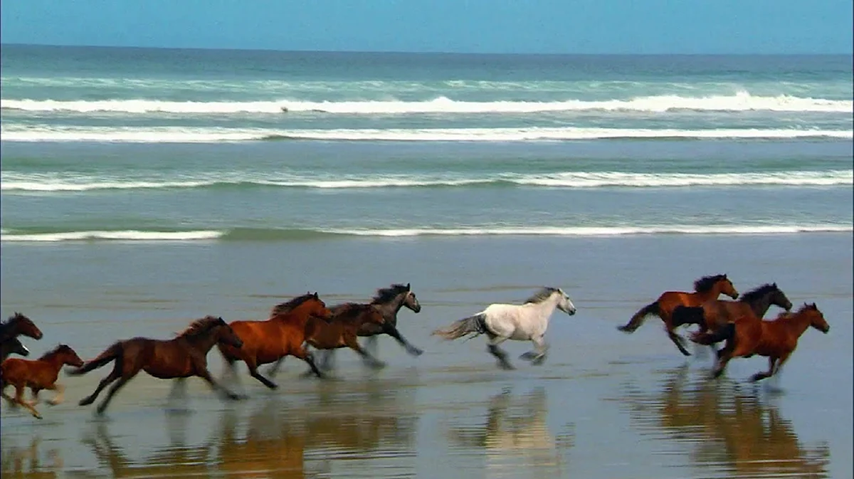 Табун лошадей по берегу моря