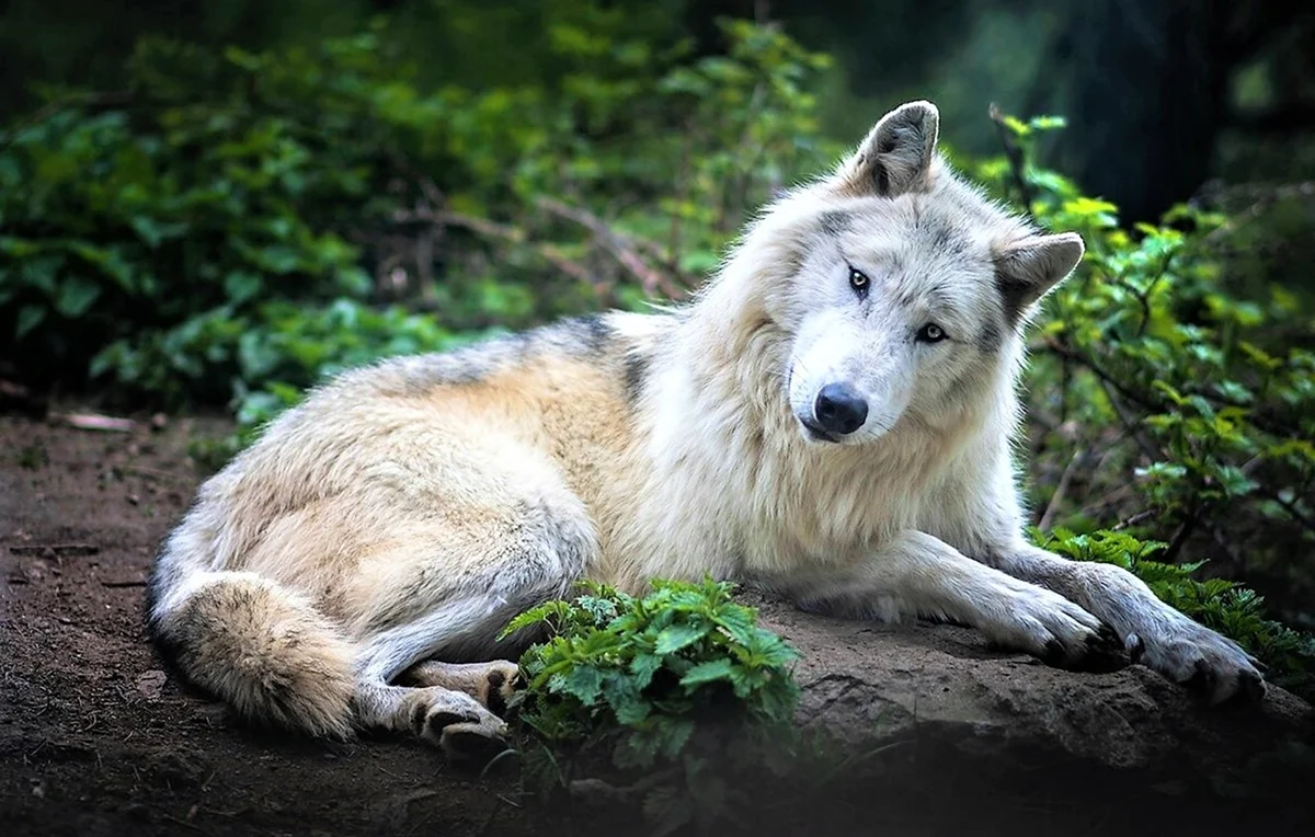 Таёжный волк