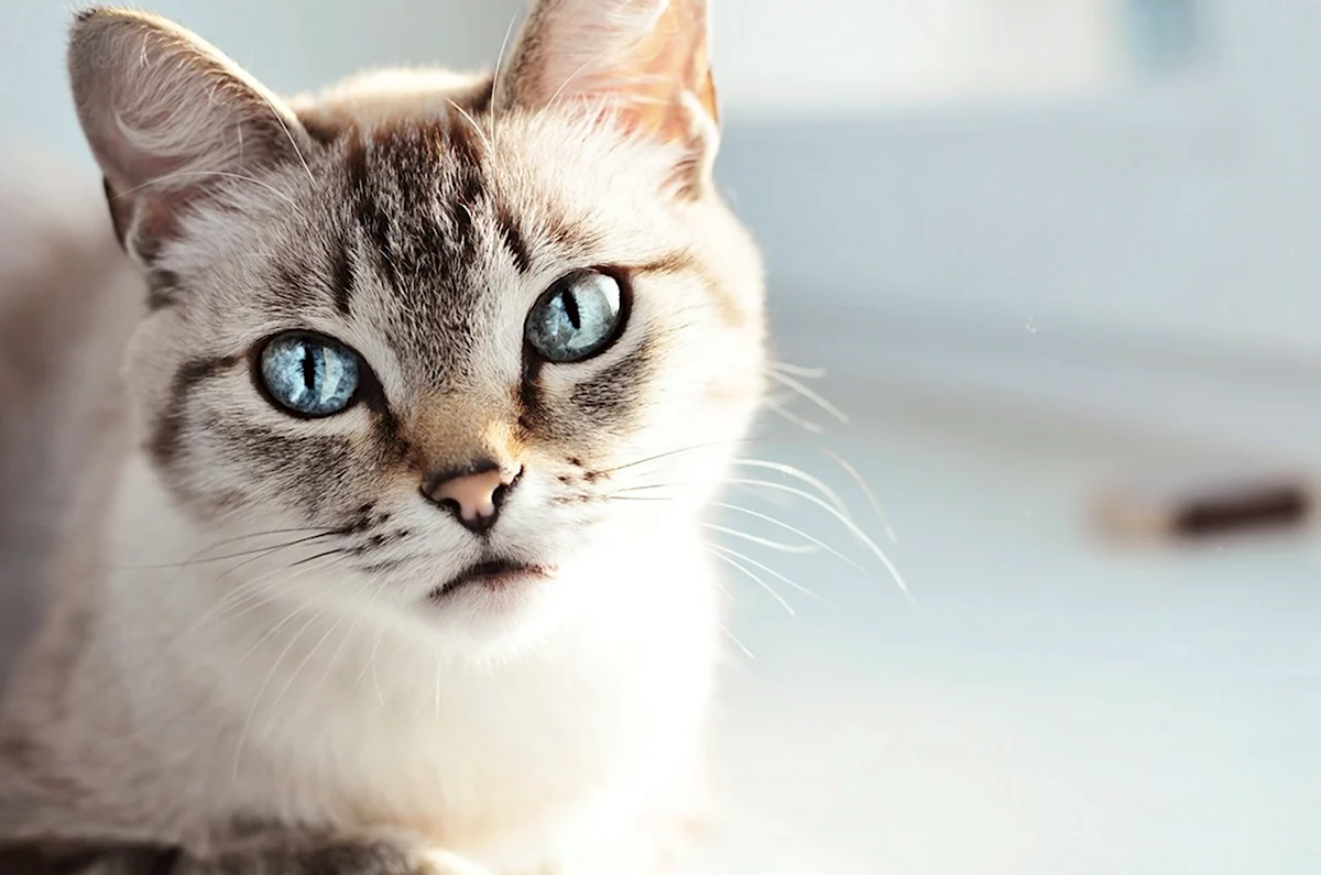 Тайская голубоглазая кошка