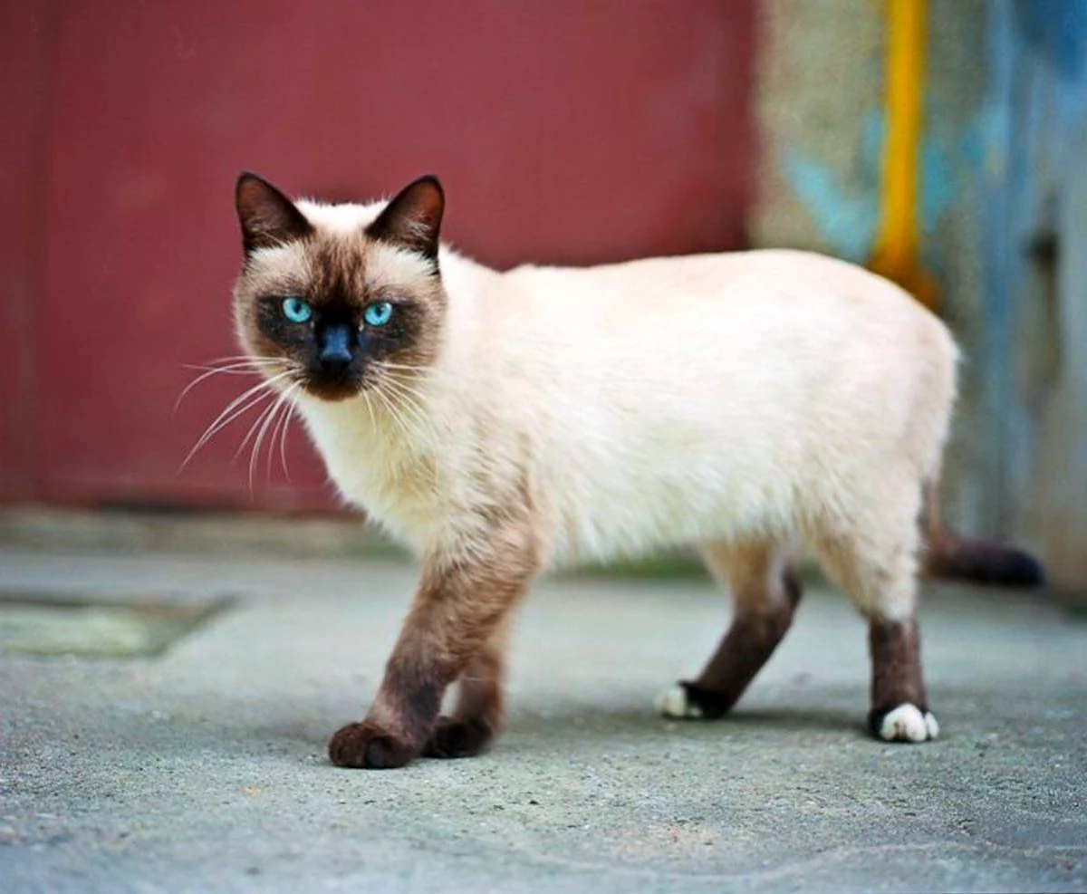Тайская карликовая кошка